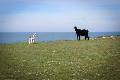 Dog with goat on grassy field against sky