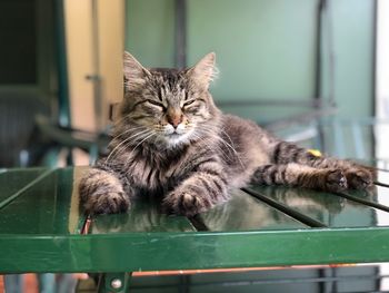 Portrait of cat relaxing at home