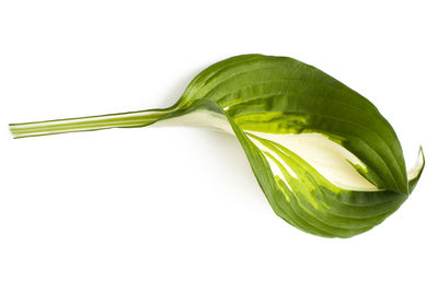 Close-up of green leaf against white background