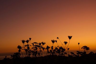 Silhouette plants on field against orange sky