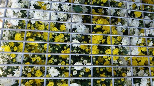 Full frame shot of yellow flowers