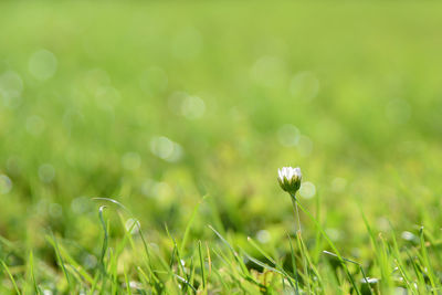 Close-up of grass growing in field