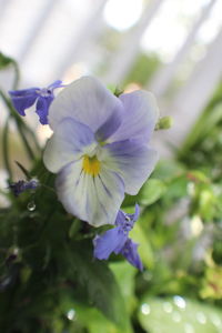 Close-up of flower blooming outdoors