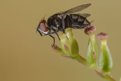 Close-up of housefly pollinating on flower bud against brown background