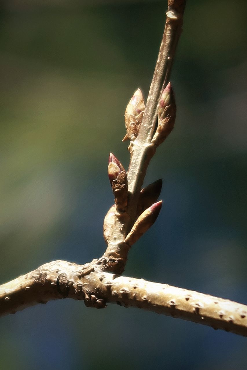 CLOSE-UP OF PLANT ON TWIG