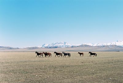 Horses in a field in front of mountains