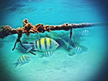 Fishes swimming in sea