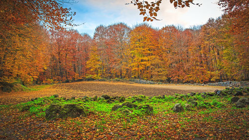 View of autumnal trees in the forest