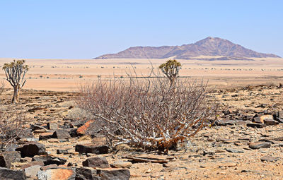 Scenic view of desert against sky