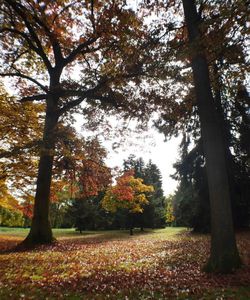 Trees in park