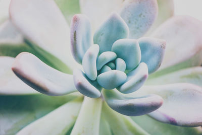 Close-up of succulent plant