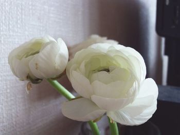 Close-up of white rose