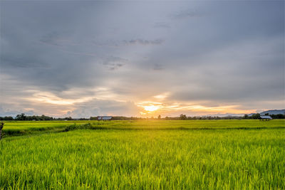 Scenic view of field against sky during sunset