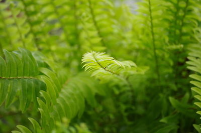 Close-up of fern leaves