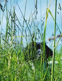 Plants growing on grassy field