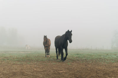 Horses in fog