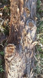 Close-up of tree trunk in forest