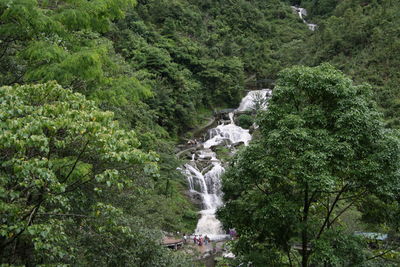 Scenic view of waterfall amidst trees in forest