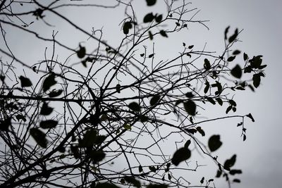 Low angle view of bird on branch against sky