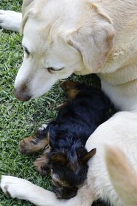 High angle view of puppy relaxing on grass