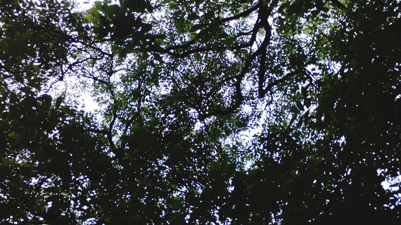 tree, low angle view, growth, branch, tranquility, nature, beauty in nature, forest, full frame, backgrounds, scenics, green color, tranquil scene, sky, outdoors, day, no people, lush foliage, leaf, tree trunk