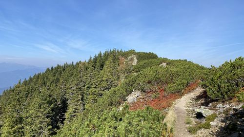 Plants growing on land against sky