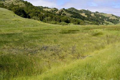 Secluded marsh on edge of new housing development in orinda, ca