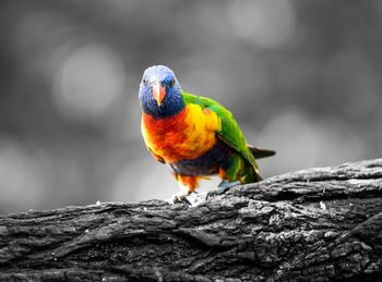 Close-up of parrot perching on wood