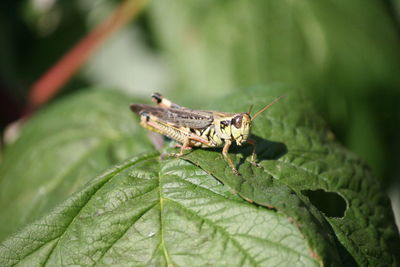 Close-up of insect on plant