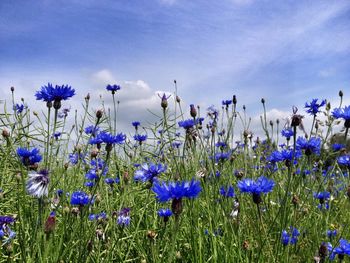 Close-up of purple flowers blooming in field