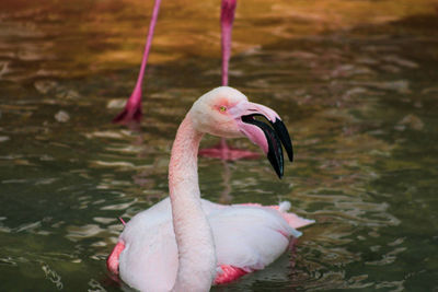 Close-up of flamingo