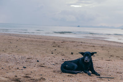 A black dog sitting calmly on the beach 