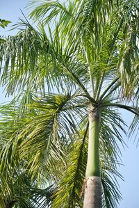 Low angle view of coconut palm tree against sky