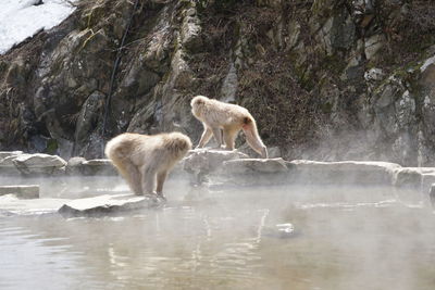 Sheep in a lake