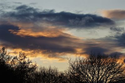 Low angle view of silhouette plants against dramatic sky