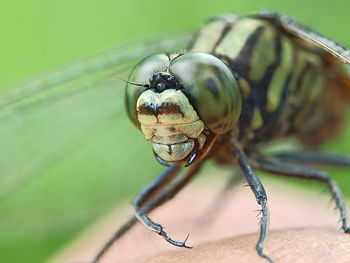 Close-up of fly