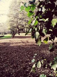 Plants growing on field