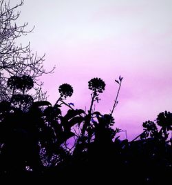 Low angle view of flowers against sky