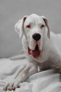 Portrait of white dog on bed