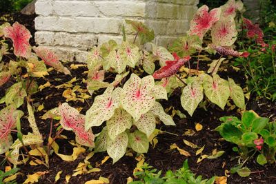 Close-up of plants