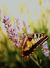 Close-up of butterfly on leaf