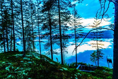 Low angle view of trees against blue sky