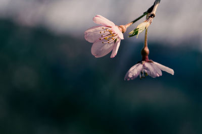 Close-up of pink cherry blossom against blurred background.