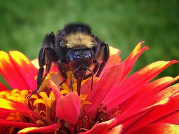 Close-up of bee pollinating on zinnia at park