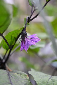 Close-up of purple flowering plant
