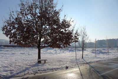 Trees on snow covered field against clear sky