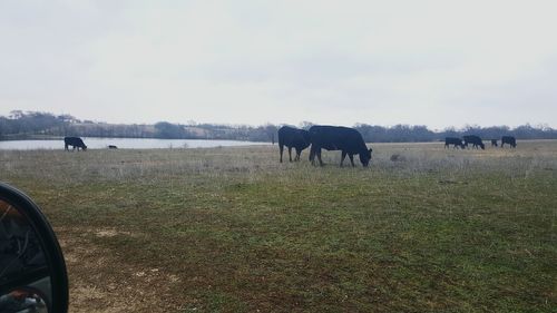 Sheep grazing on field