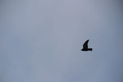 Low angle view of bird flying in sky
