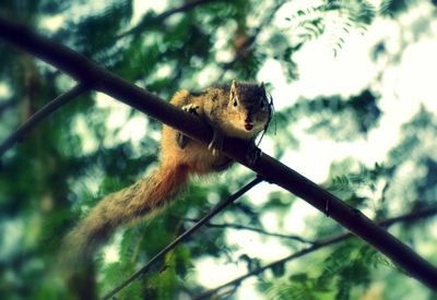 Low angle view of monkey on tree