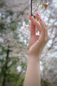 Cropped image of woman hand holding cherry blossoms